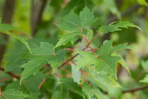 acer freem. 'autumn blaze' ( 'jeffersred') 10/12 - afbeelding 3