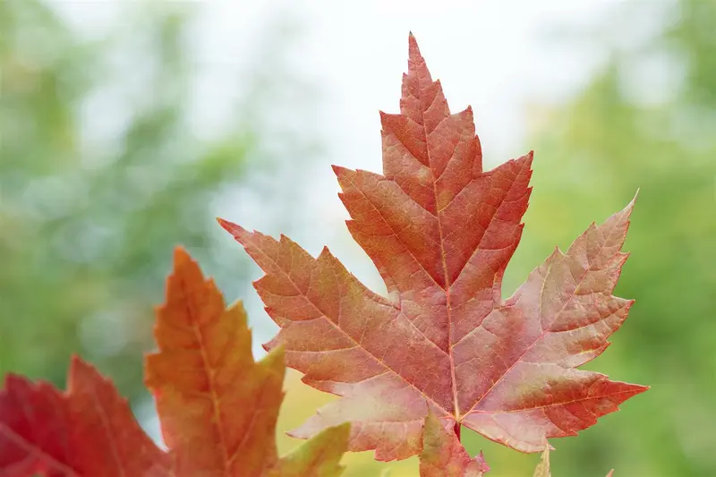 acer freem. 'autumn blaze' ( 'jeffersred') (250-300 cm) - afbeelding 1