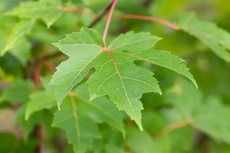 acer freem. 'autumn blaze' ( 'jeffersred') (300-350 cm) - afbeelding 4