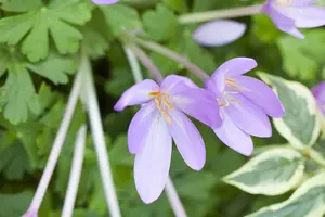 colchicum autumnale P9 - afbeelding 1