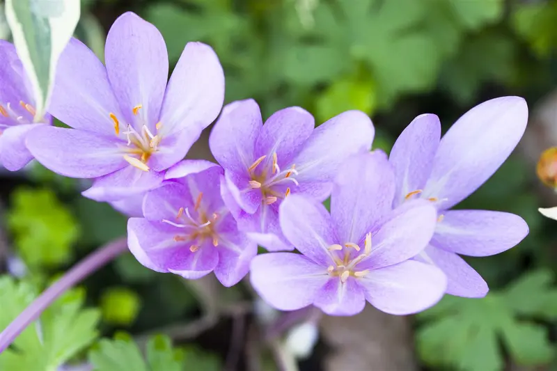 colchicum autumnale P9 - afbeelding 2