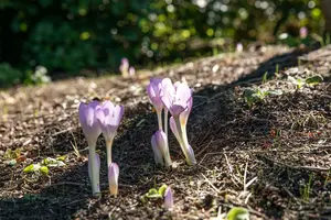 colchicum autumnale P9 - afbeelding 3