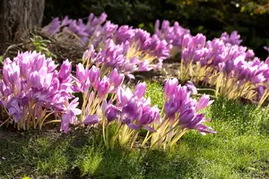 colchicum autumnale P9 - afbeelding 5