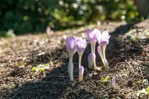 colchicum autumnale P9 - afbeelding 4