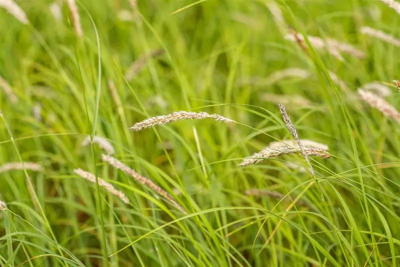 sesleria autumnalis P9 - afbeelding 1