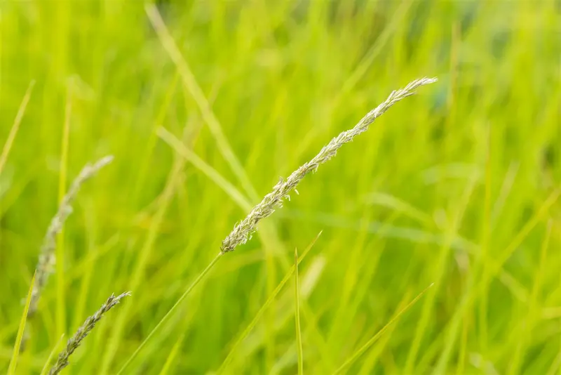 sesleria autumnalis P9 - afbeelding 2