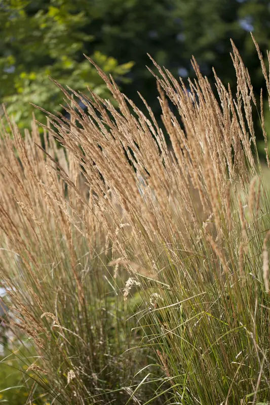 calamagrostis acut. 'avalanche' P9 - afbeelding 1