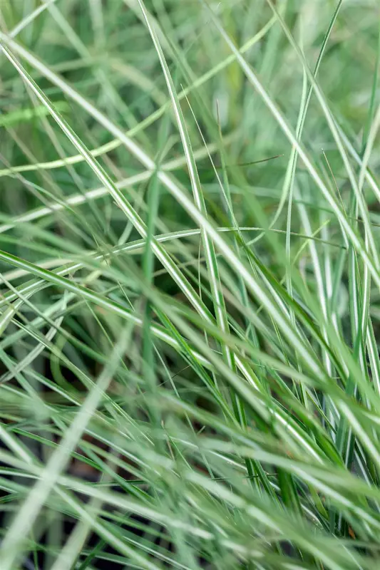 calamagrostis acut. 'avalanche' P9 - afbeelding 2