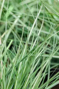 calamagrostis acut. 'avalanche' P9 - afbeelding 3