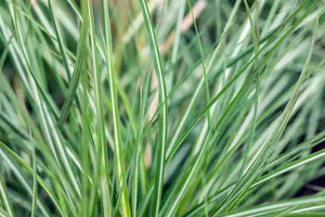 calamagrostis acut. 'avalanche' P9 - afbeelding 4