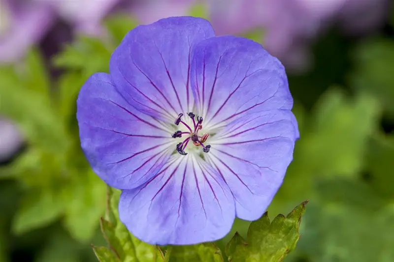 geranium azure rush p11