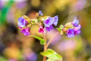 pulmonaria ang. 'azurea' P9