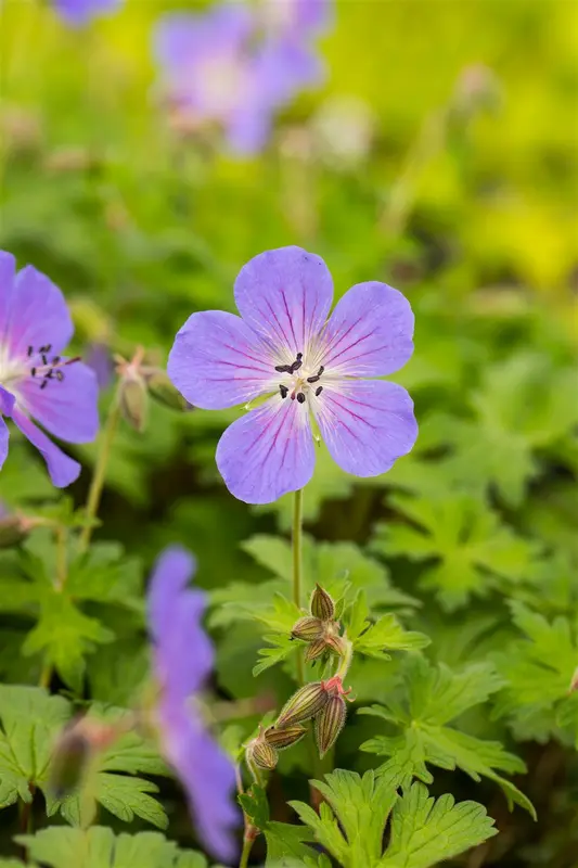 geranium himalayense 'baby blue' P11 - afbeelding 1