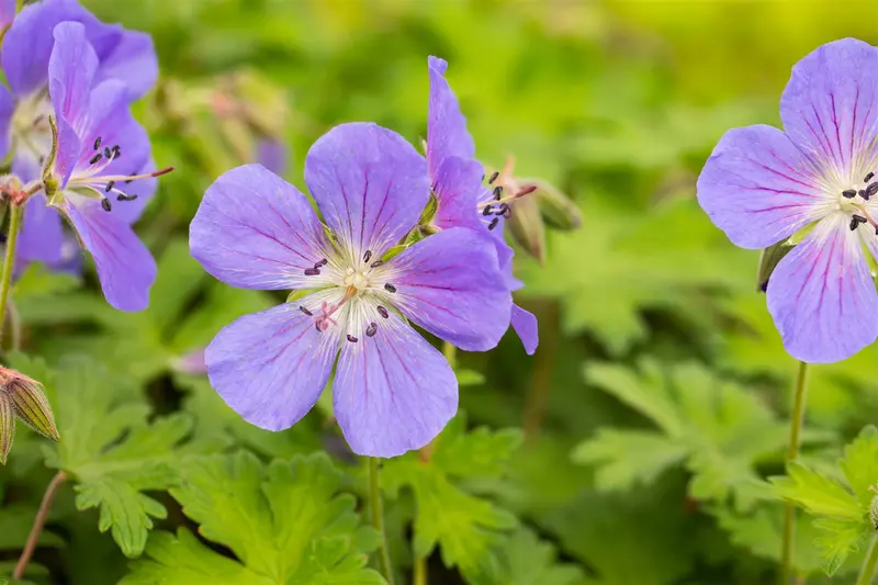 geranium himalayense 'baby blue' P11 - afbeelding 2