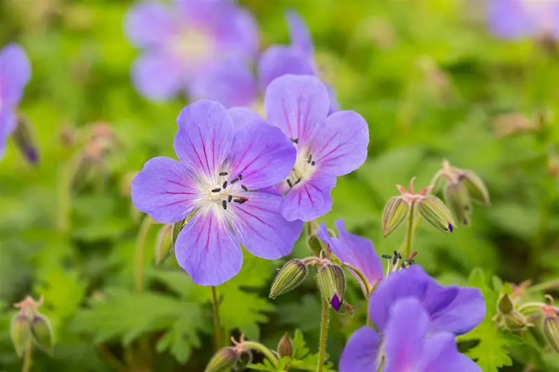 geranium himalayense 'baby blue' P11 - afbeelding 3