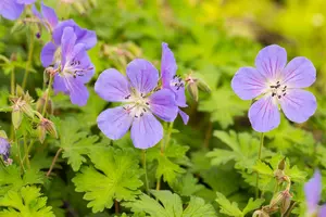 geranium himalayense 'baby blue' P11 - afbeelding 4