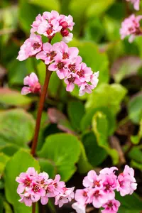 bergenia hybr. 'baby doll' P9