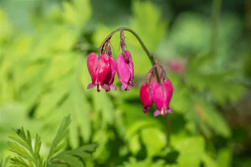 dicentra form. 'bacchanal' P9 - afbeelding 1