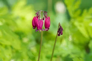 dicentra form. 'bacchanal' P9 - afbeelding 2