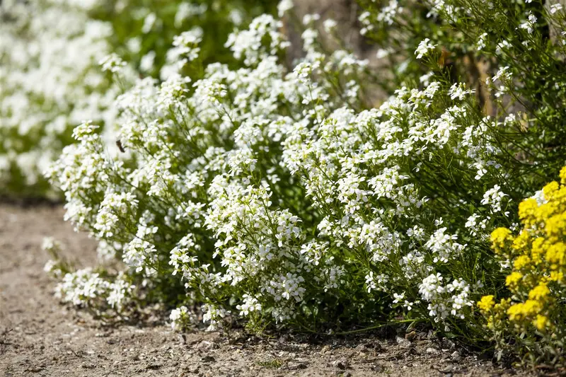 Arabis cauc. 'Bakkely' P9