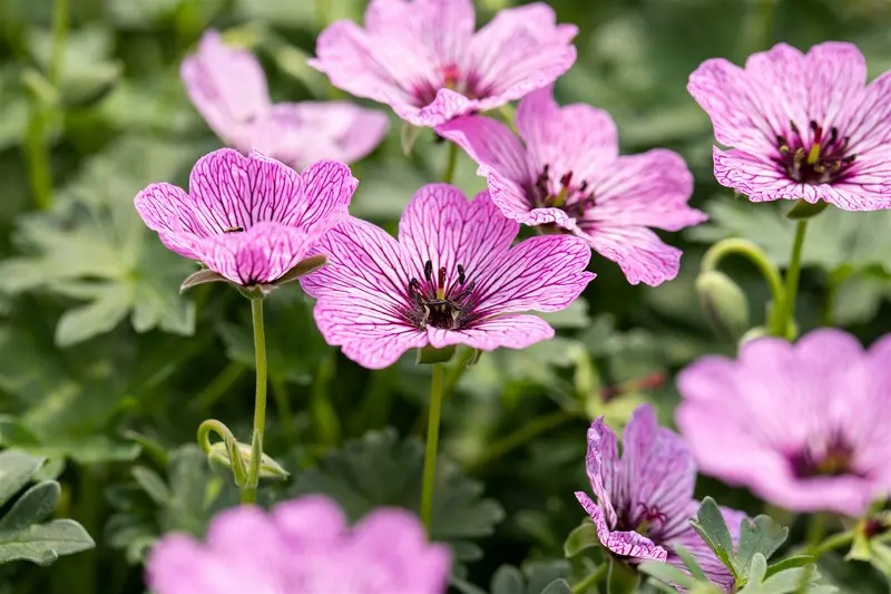 geranium cin. 'ballerina' P11 - afbeelding 3