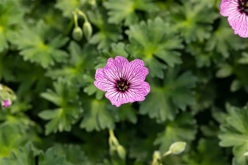 geranium cin. 'ballerina' P11 - afbeelding 5