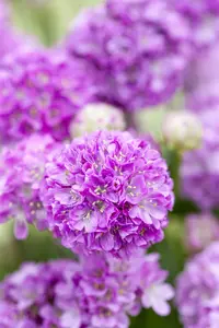 armeria pseud. purple rose P10.5 - afbeelding 1