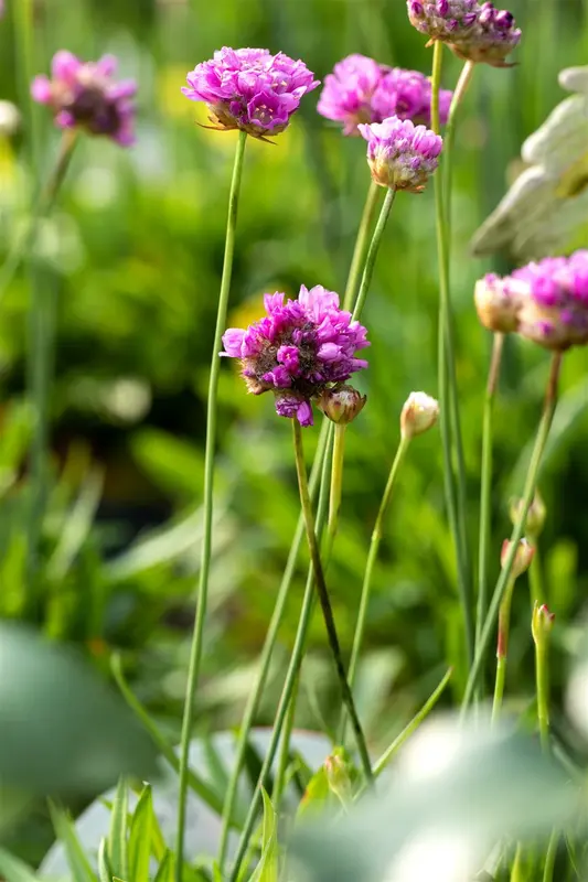 armeria pseud. purple rose P10.5 - afbeelding 2