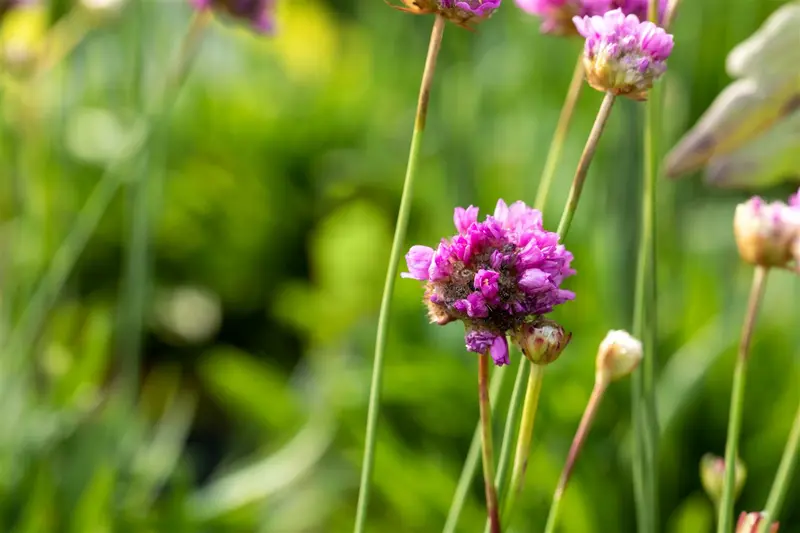 armeria pseud. purple rose P10.5 - afbeelding 3