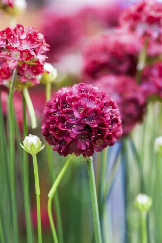 armeria pseud. 'ballerina red' P11