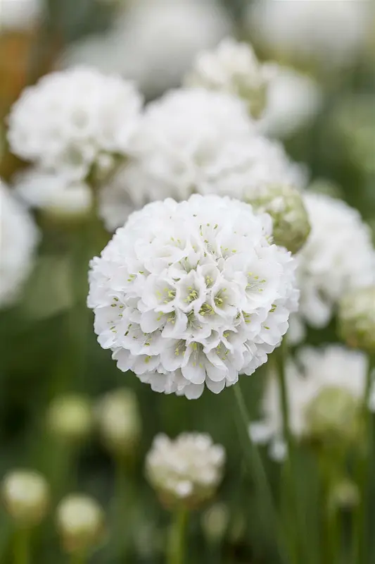 armeria pseud. 'ballerina white' P11 - afbeelding 1