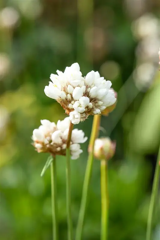 armeria pseud. 'ballerina white' P11 - afbeelding 2