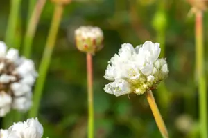 armeria pseud. 'ballerina white' P11 - afbeelding 3