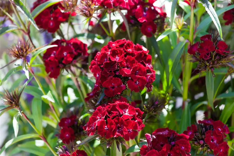 dianthus barb. 'barbarini red' P11