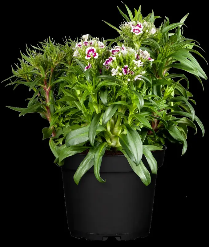 dianthus barbatus P11 - afbeelding 4