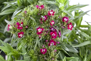 dianthus barbatus P11 - afbeelding 1