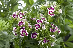 dianthus barbatus P11 - afbeelding 2