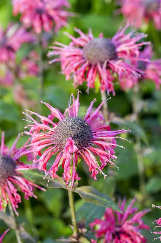 monarda hybr. 'beauty of cobham' P9