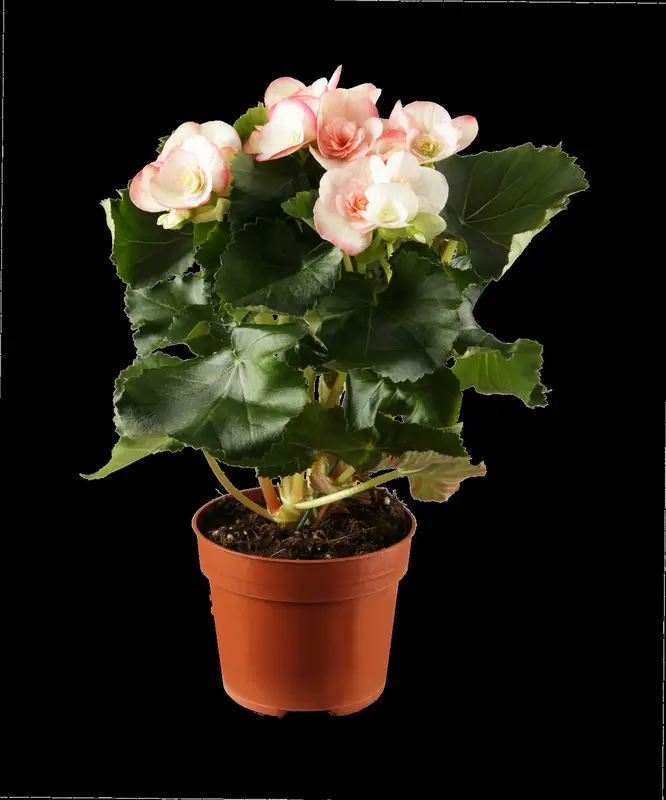 begonia elatior grp dubbelbloemig serena-p14 felro - afbeelding 4