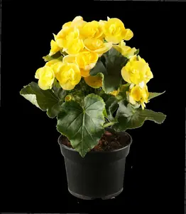 begonia elatior grp dubbelbloemig serena-p14 felro - afbeelding 2