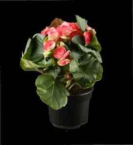 begonia elatior grp dubbelbloemig serena-p14 felro - afbeelding 3