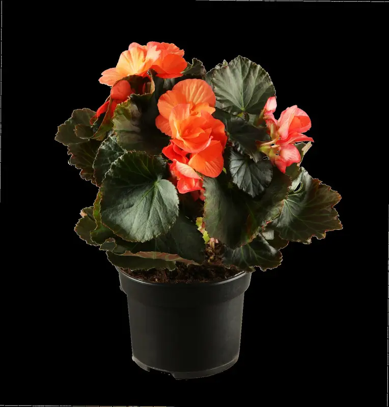 begonia elatior grp dubbelbloemig serena-p14 felro - afbeelding 1