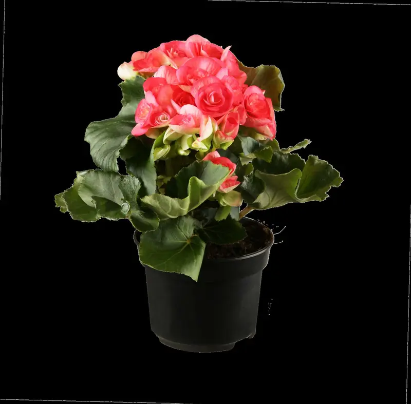 begonia elatior grp dubbelbloemig serena-p14 felro - afbeelding 5