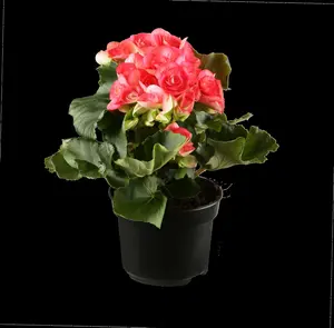 begonia elatior grp dubbelbloemig serena-p14 felro - afbeelding 5