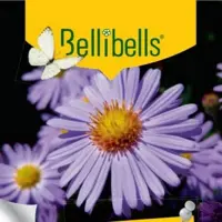 Bellibells