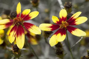 coreopsis hybr. 'bengal tiger' P9 - afbeelding 1