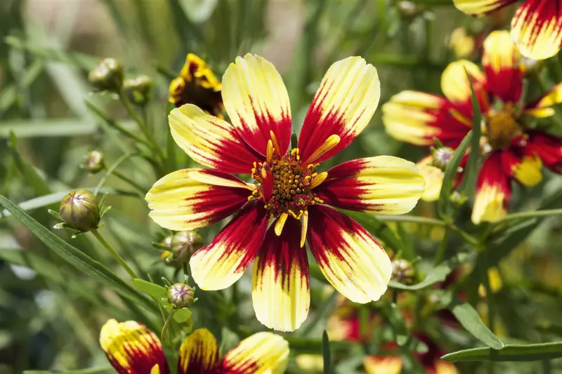 coreopsis hybr. 'bengal tiger' P9 - afbeelding 2