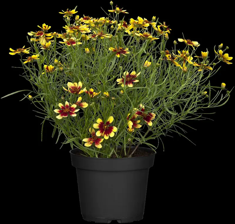 coreopsis hybr. 'bengal tiger' P9 - afbeelding 3