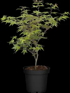 acer palm. 'beni-maiko' (80-100 cm) - afbeelding 5