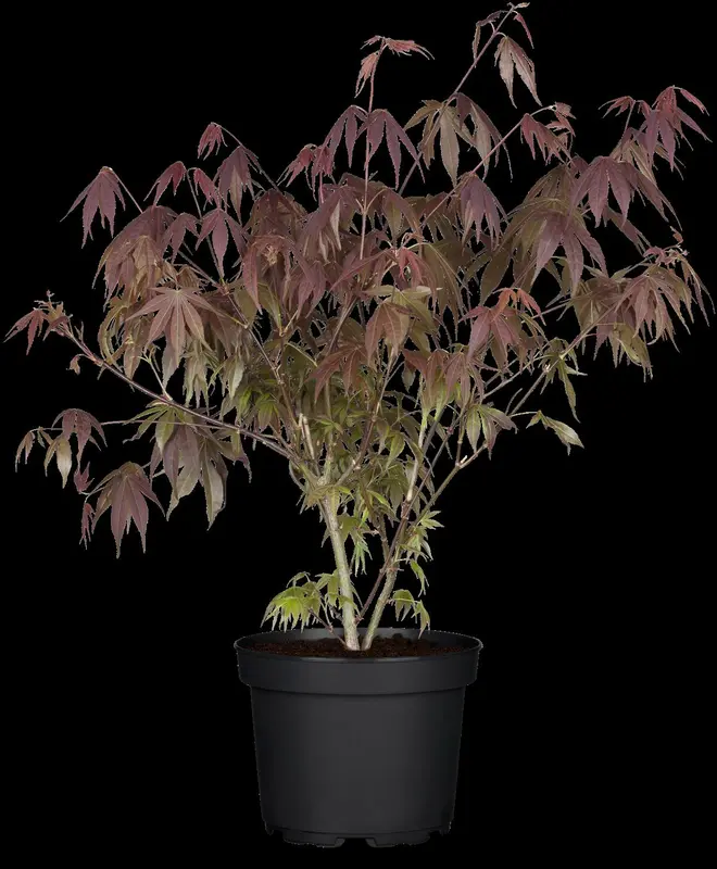 acer palm. 'beni-maiko' (80-100 cm) - afbeelding 2